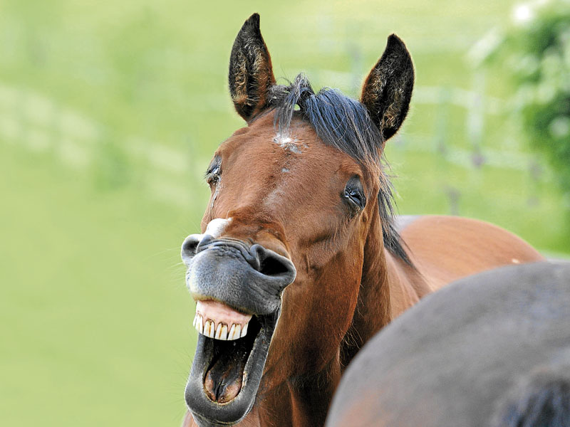 qué comen los caballos archivos