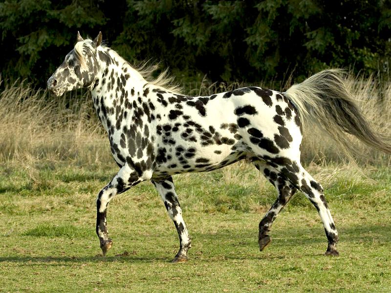 SÍ AL ARTE DE LA TAUROMAQUIA - Caballos Raza Appaloosa