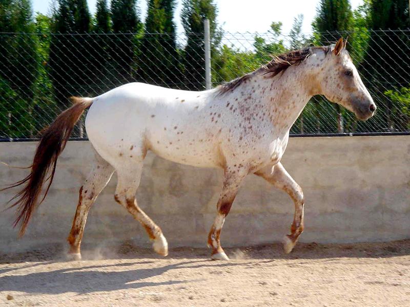 SÍ AL ARTE DE LA TAUROMAQUIA - Caballos Raza Appaloosa