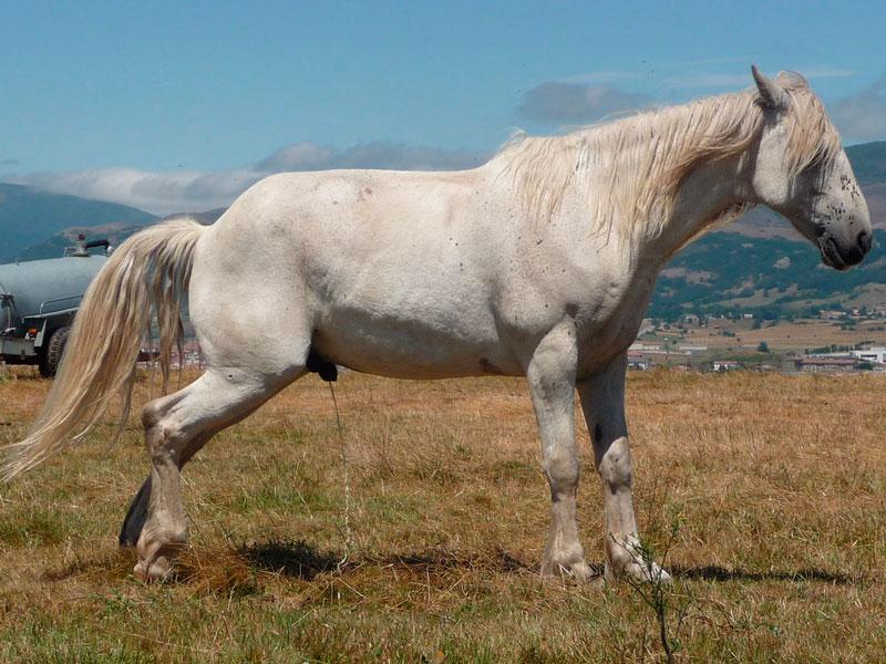 ¿Cuántas veces orina un caballo