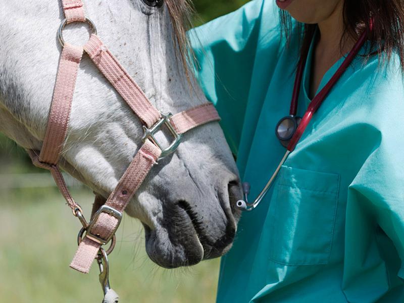 VetPartners y La Equina, primeras impresiones tras el acuerdo
