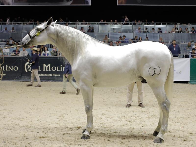Información sobre caballos campeones en español