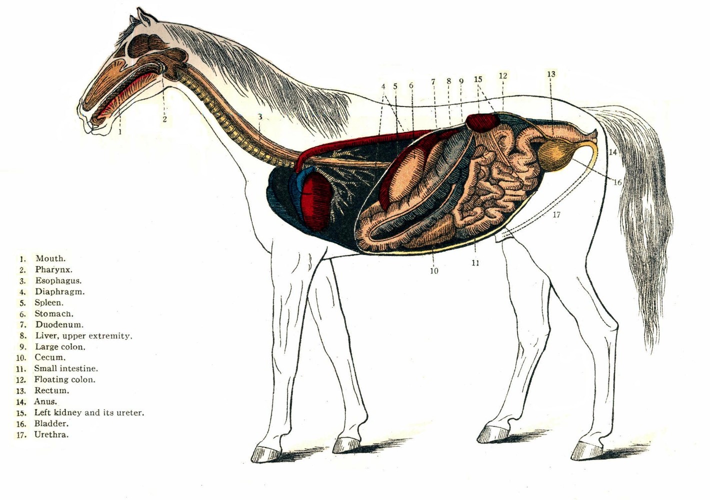 ¿Cómo producen bilis los caballos?