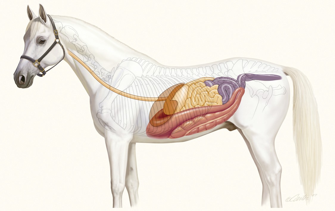 ¿Los Caballos Tienen Vesicula Biliar?