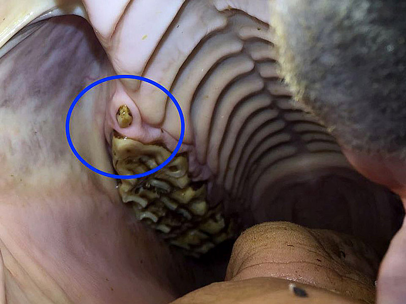 Ecuestre, la información sobre hípica y equitación - Ecuestre.es